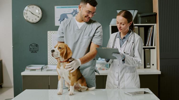 jakie szkolenia weterynaryjne warto wybrac aby rozwijac kariere w diagnostyce obrazowej.jpg